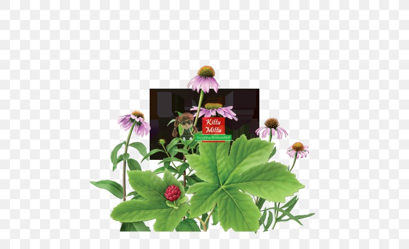 Echinacea Purpurea Herbal Tea Goldenseal Aloe Vera, PNG, 500x500px, Echinacea Purpurea, Aloe Vera, Anacyclus Pyrethrum, Basil, Chamomile Download Free
