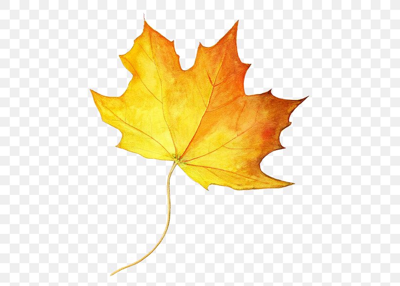 Drawing Maple Leaf Autumn Leaf Color Colored Pencil, PNG, 500x587px, Drawing, Autumn, Autumn Leaf Color, Color, Colored Pencil Download Free