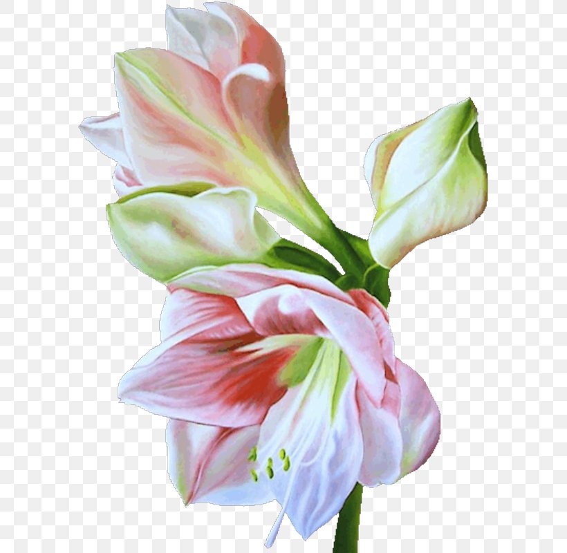 Flower .de Art Floral Design, PNG, 595x800px, Flower, Abstract Art, Alstroemeriaceae, Amaryllis Belladonna, Amaryllis Family Download Free