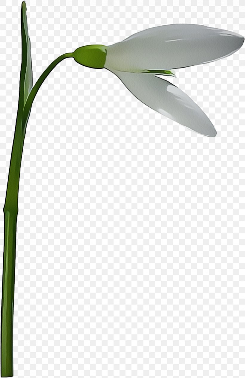 Flower Stem, PNG, 829x1280px, Snowdrop, Amaryllis Family, Botany, Flower, Flowering Plant Download Free