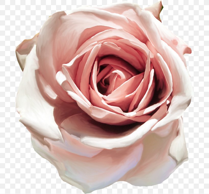 Garden Roses Cabbage Rose Floribunda Petal Cut Flowers, PNG, 700x761px, Garden Roses, Cabbage Rose, Close Up, Cut Flowers, Filler Download Free