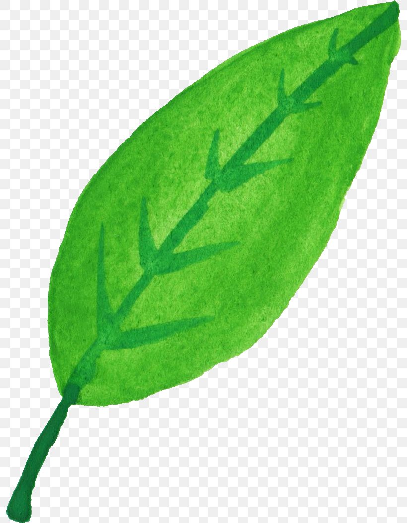 Leaf Plant Stem, PNG, 797x1052px, Leaf, Com, Green, Pathology, Plant Download Free