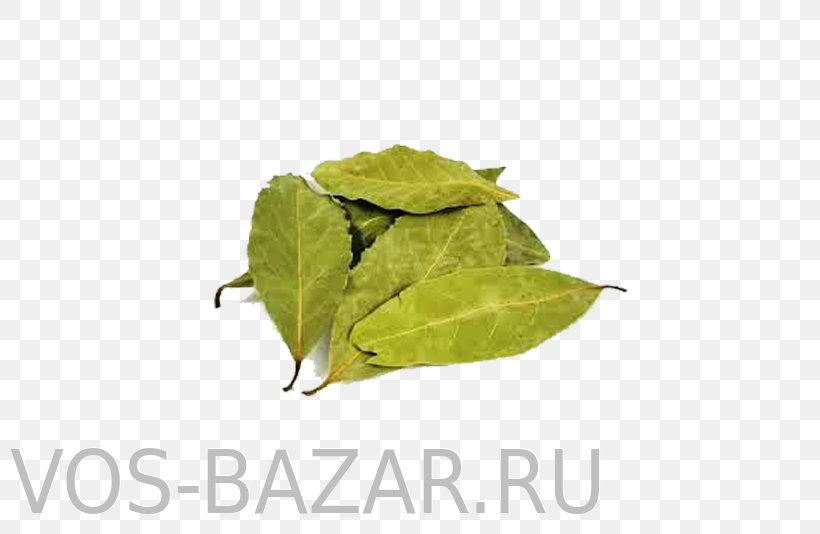 Bay Laurel Bay Leaf Spice Artikel Condiment, PNG, 800x534px, Bay Laurel, Artikel, Bay Leaf, Condiment, Health Download Free