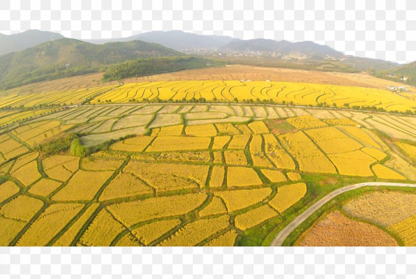 Deqing County, Zhejiang Paddy Field Huzhou Oryza Sativa, PNG, 1000x670px, Deqing County Zhejiang, Agriculture, Canola, Crop, Farmer Download Free