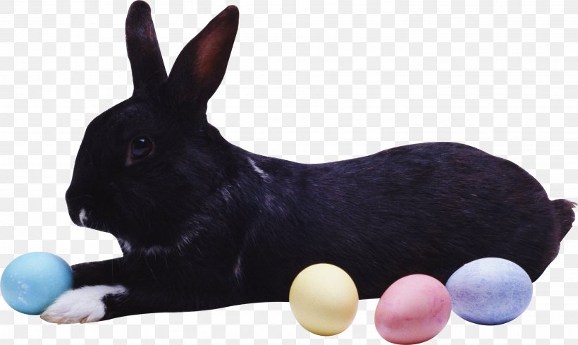 Easter Bunny Hare European Rabbit, PNG, 2932x1749px, Easter Bunny, Animal, Dog Breed, Dog Like Mammal, Domestic Rabbit Download Free