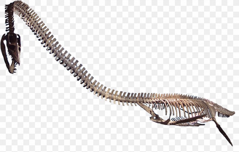 Elasmosaurus Plesiosauria Western Interior Seaway Late
