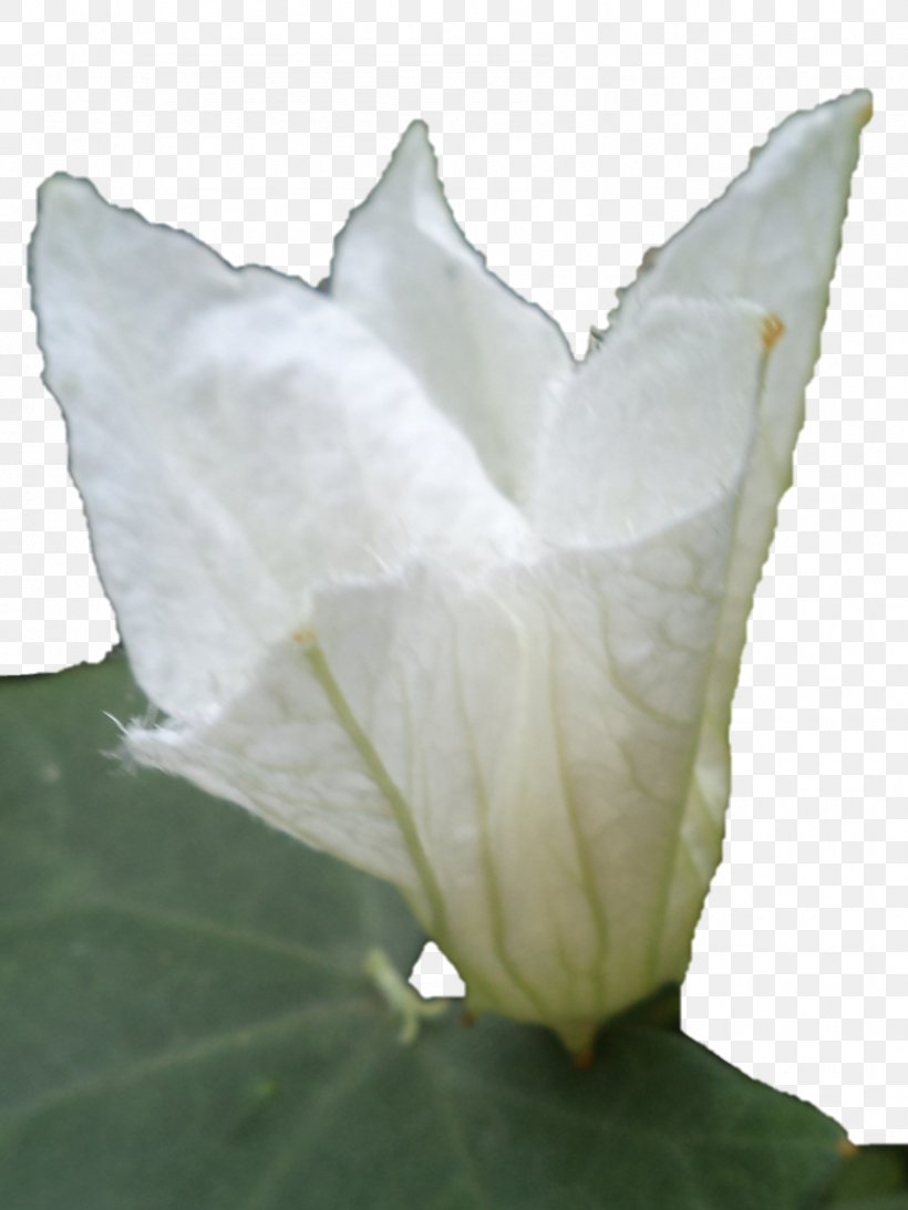 Daturas Petal Leaf, PNG, 844x1125px, Daturas, Datura, Flower, Flowering Plant, Leaf Download Free