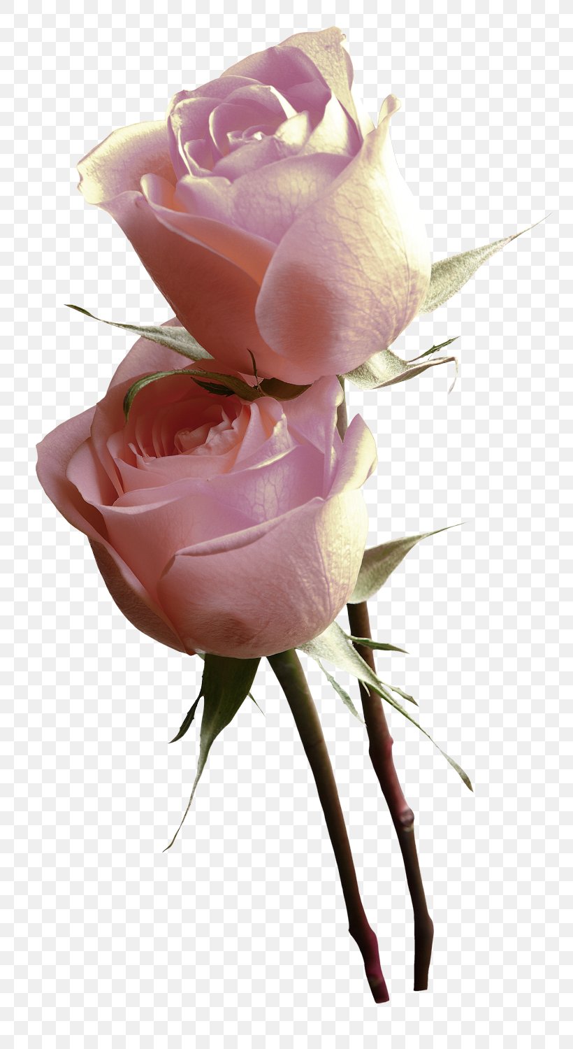 Garden Roses Pink Centifolia Roses Poster, PNG, 817x1500px, Garden Roses, Centifolia Roses, Cut Flowers, Easter, Floral Design Download Free