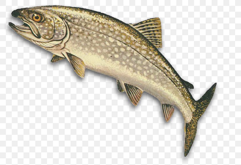 Lake Trout Lake Superior Castaic Lake Pyramid Lake Lake Michigan, PNG, 800x563px, Lake Trout, Arctic Char, Bass, Bony Fish, Castaic Lake Download Free