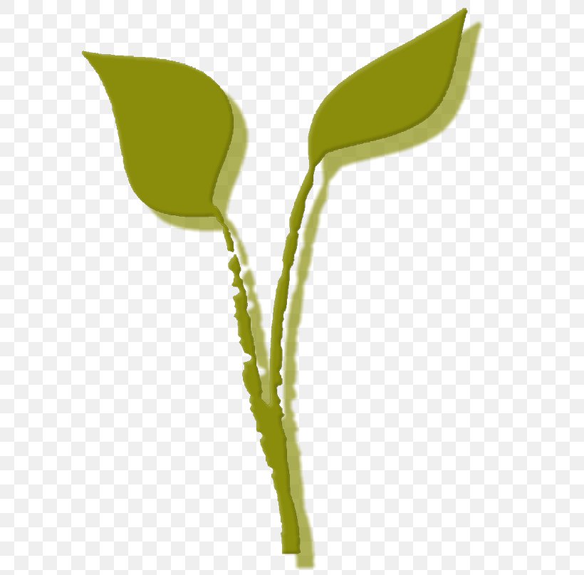 Leaf Plant Stem Flower Product Design Graphics, PNG, 614x807px, Leaf, Flower, Plant, Plant Stem Download Free