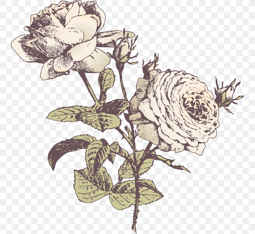 Three Flowers Three Roses Valentines Day, PNG, 749x752px, Three Flowers, Cut Flowers, Drawing, Flower, Pedicel Download Free
