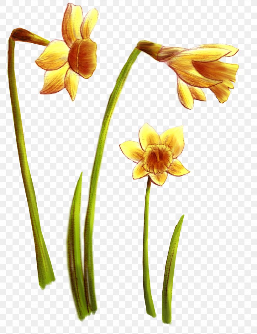Wildflower Daffodil Cut Flowers Tulip, PNG, 1232x1600px, Flower, Amaryllis Family, Book, Comics, Cut Flowers Download Free