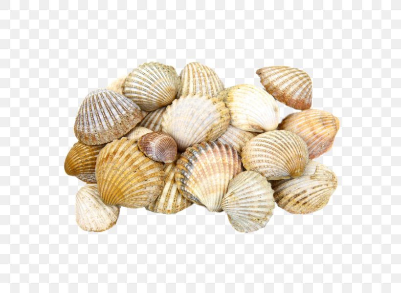 Cockle Seashell Light Clam, PNG, 600x600px, Cockle, Animal Source Foods, Beach, Clam, Clams Oysters Mussels And Scallops Download Free