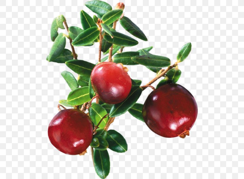 Cranberry Juice Lingonberry, PNG, 510x600px, Cranberry Juice, Acerola, Acerola Family, Berry, Bilberry Download Free
