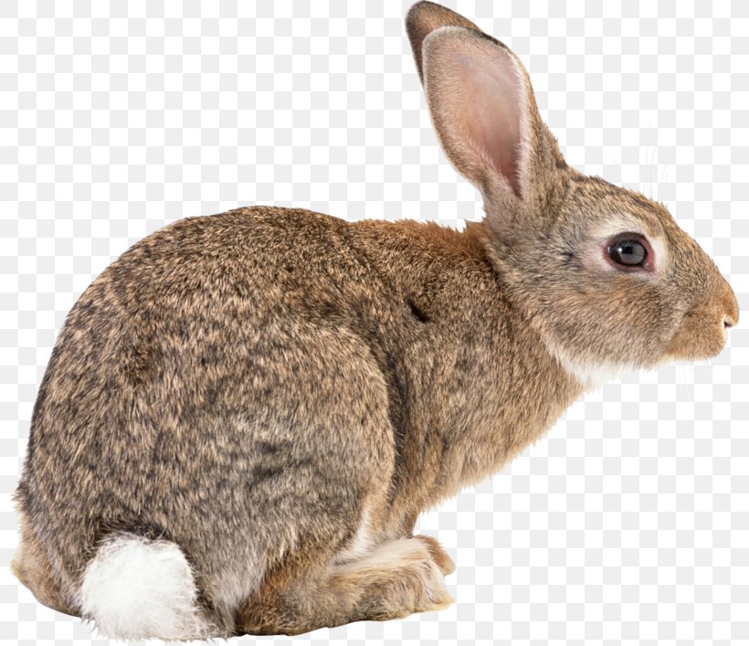 Flemish Giant Rabbit Rex Rabbit Holland Lop, PNG, 800x707px, Flemish Giant Rabbit, Breed, Chinchilla, Domestic Rabbit, Dwarf Rabbit Download Free