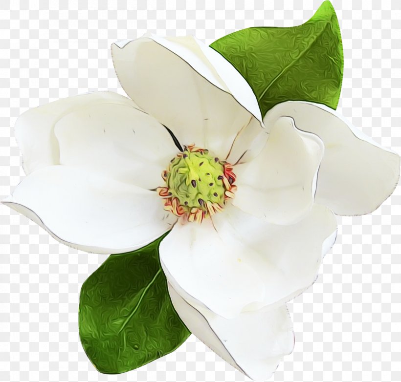 Flower Flowering Plant Petal White Plant, PNG, 1200x1145px, Watercolor, Blossom, Flower, Flowering Dogwood, Flowering Plant Download Free