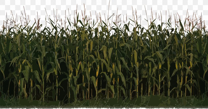 Maize Sweet Corn Crop, PNG, 1250x654px, Maize, Agriculture, Cattle Feeding, Commodity, Corn Syrup Download Free