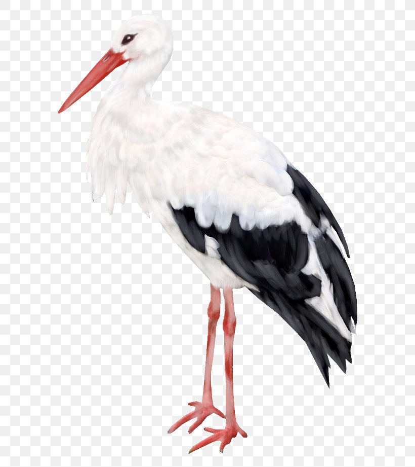 Bird Ciconia Flamingos Crane Clip Art, PNG, 650x921px, Bird, Animal, Beak, Ciconia, Ciconiiformes Download Free