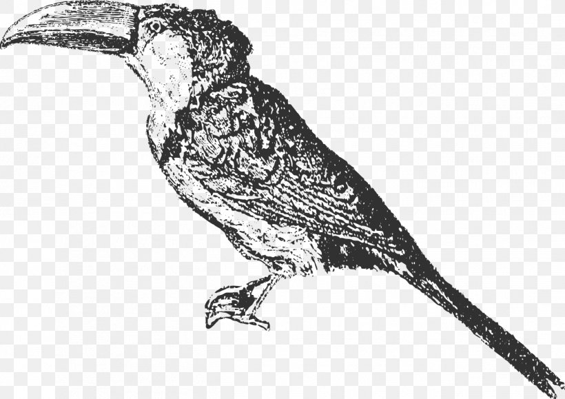 Bird Finch Toucan Beak /m/02csf, PNG, 1313x928px, Bird, Animal, Beak, Black And White, Child Download Free