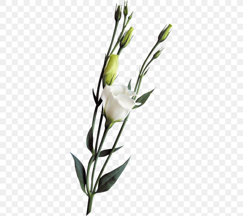 Euclidean Vector, PNG, 351x730px, 3d Computer Graphics, Flower, Branch, Bud, Computer Graphics Download Free