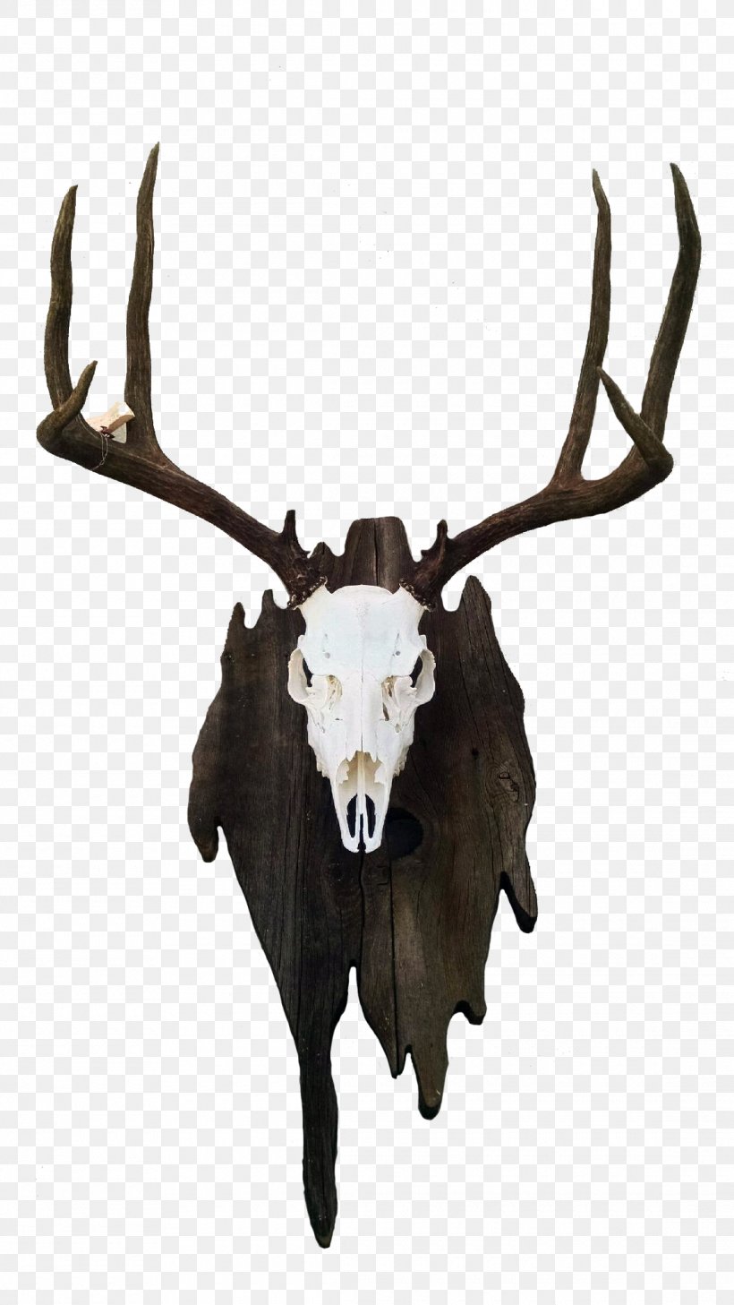 Reindeer Trophy Hunting Horn Elk Bone, PNG, 1140x2026px, Reindeer, Antler, Bone, Deer, Elk Download Free