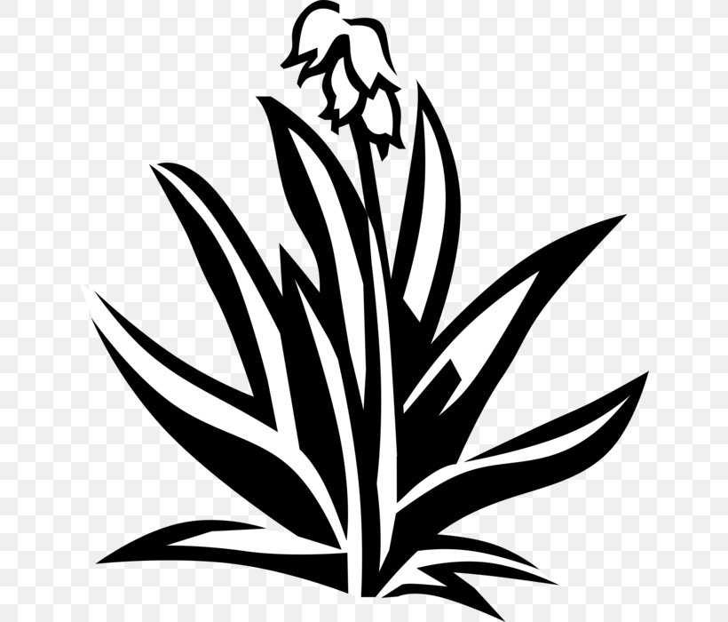 Yucca Plant Stem Flower Leaf, PNG, 643x700px, Yucca, Advertising, Artwork, Black And White, Classified Advertising Download Free