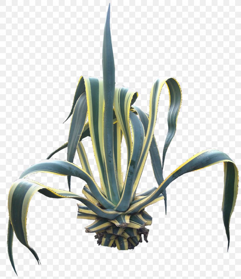 Agave Angustifolia Centuryplant Succulent Plant, PNG, 863x998px, Agave Angustifolia, Agava, Agave, Cactaceae, Cdr Download Free