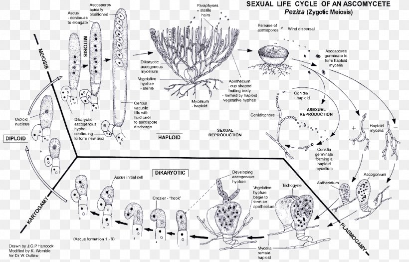 Arbuscular Mycorrhiza Sac Fungi Biological Life Cycle Mycelium, PNG, 1505x965px, Mycorrhiza, Arbuscular Mycorrhiza, Area, Artwork, Asexual Reproduction Download Free