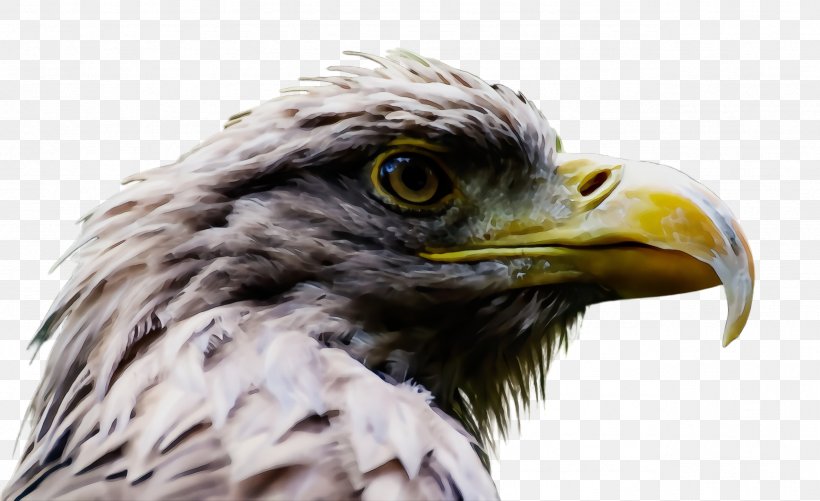 Bird Beak Bird Of Prey Eagle Accipitridae, PNG, 2556x1564px, Watercolor, Accipitridae, Bald Eagle, Beak, Bird Download Free