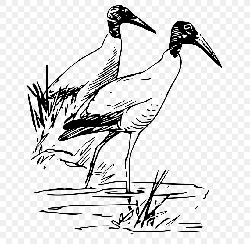 Bird Vertebrate Duck Ibis Clip Art, PNG, 654x800px, Bird, African Sacred Ibis, American White Ibis, Art, Beak Download Free