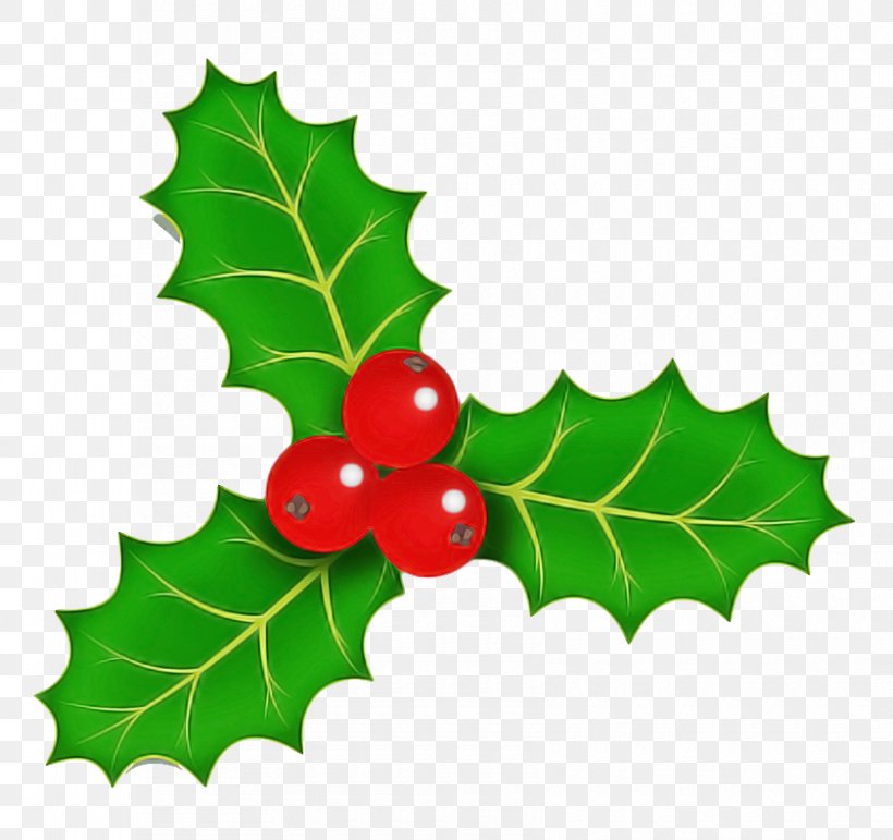 Holly, PNG, 840x790px, Holly, American Holly, Flower, Flowering Plant, Grape Leaves Download Free