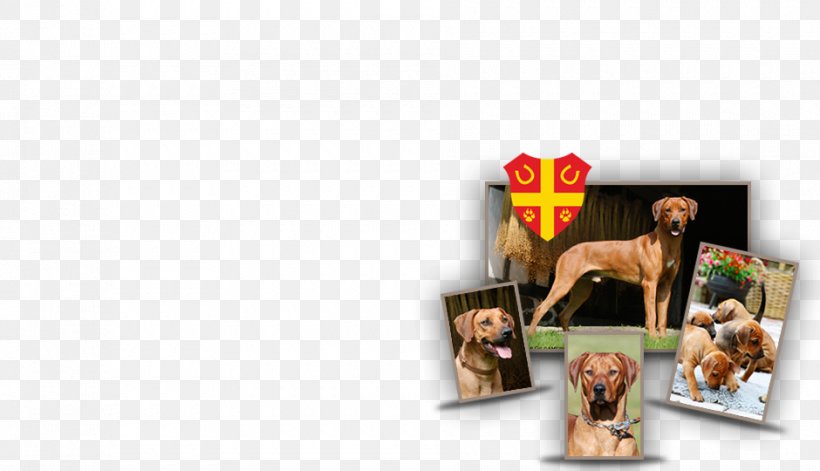 Picture Frames Animal, PNG, 940x540px, Picture Frames, Animal, Organism, Picture Frame Download Free