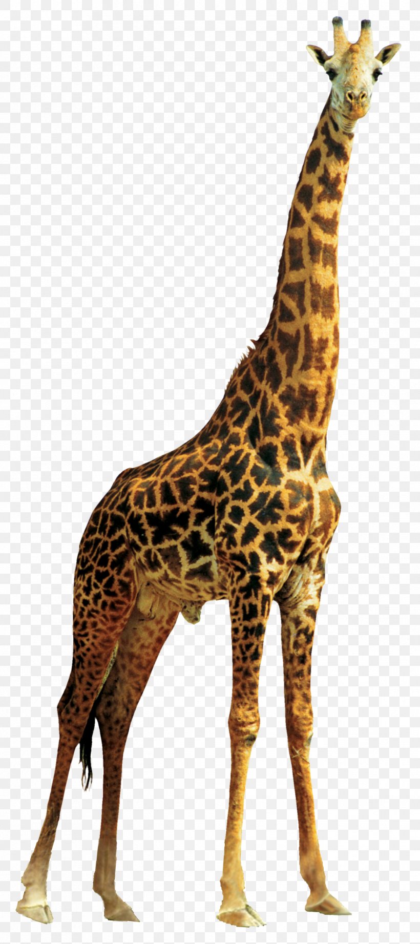 Giraffe Lion, PNG, 1321x2970px, Northern Giraffe, Android, Animal, Camelopardalis, Fauna Download Free