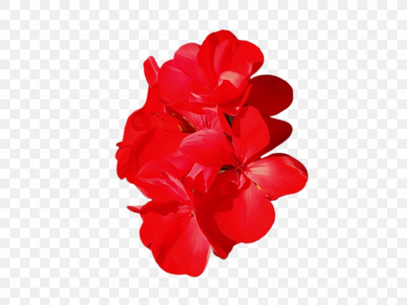 Red Petal Flower Pink Plant, PNG, 2308x1732px, Watercolor, Cut Flowers, Flower, Flowering Plant, Geranium Download Free
