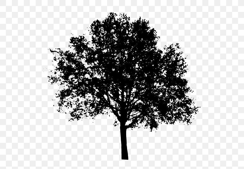 Tree Clip Art, PNG, 800x568px, Tree, Black And White, Branch, Leaf ...