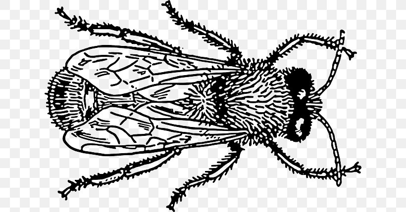 Bee Insect Clip Art, PNG, 640x429px, Bee, Art, Arthropod, Artwork, Black And White Download Free