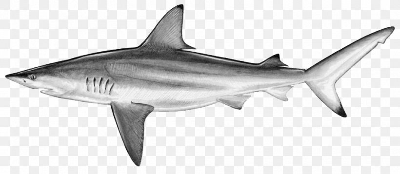 Blacktip Shark Silky Shark Blacktip Reef Shark Dusky Shark, PNG, 950x414px, Shark, Animal Figure, Black And White, Blacktip Reef Shark, Blacktip Shark Download Free