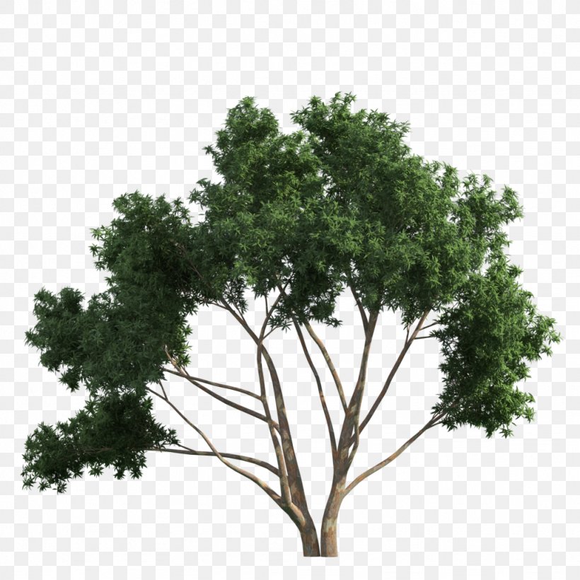 Clip Art Tree Image Branch Shrub, PNG, 1024x1024px, Tree, Branch, Garden, Gum Trees, Information Download Free
