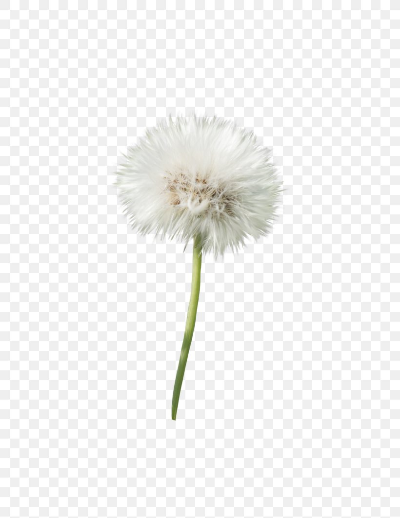 Dandelion Flower Transvaal Daisy Petal Plant, PNG, 752x1063px, Dandelion, Common Daisy, Daisy Family, Flower, Flowering Plant Download Free