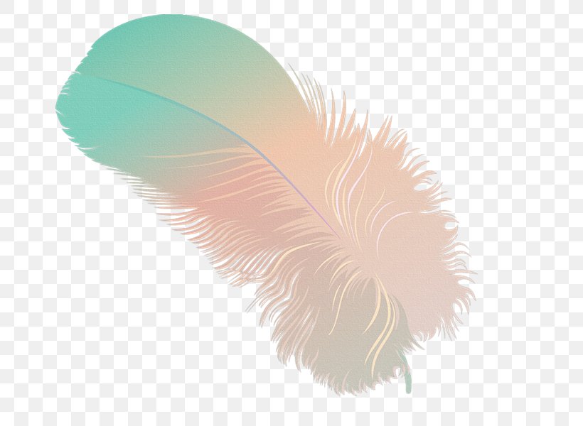Feather Drawing Blog, PNG, 800x600px, Feather, Beak, Blog, Color, Drawing Download Free