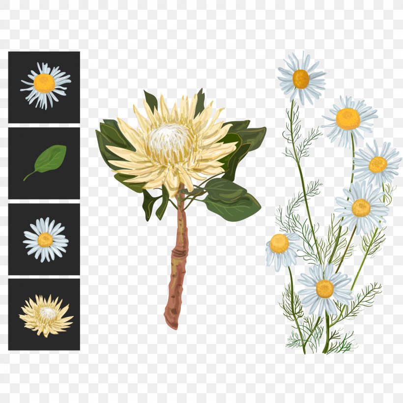 Flower Euclidean Vector Sugarbushes Illustration, PNG, 1667x1667px, Flower, Art, Botanical Illustration, Chrysanths, Cut Flowers Download Free