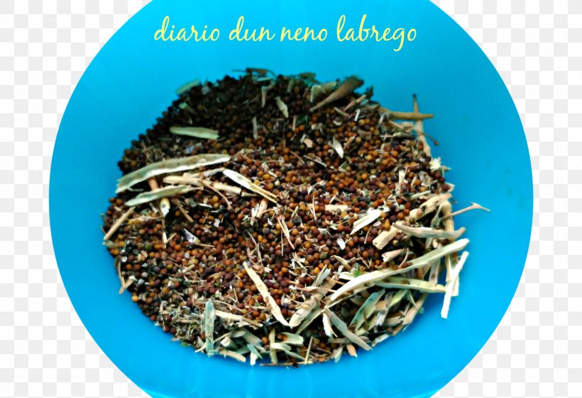 Nilgiri Tea Hōjicha Tea Plant, PNG, 1600x1098px, Nilgiri Tea, Bancha, Ceylon Tea, Dianhong, Earl Grey Tea Download Free