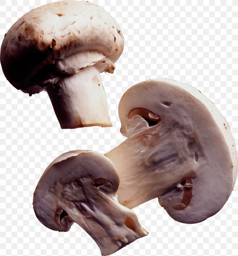 Agaricus Champignon Mushroom Mushroom Agaricaceae Edible Mushroom, PNG, 2471x2666px, Watercolor, Agaricaceae, Agaricomycetes, Agaricus, Champignon Mushroom Download Free
