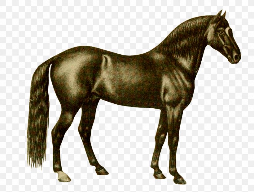 American Quarter Horse Thoroughbred Barb Horse Friesian Horse Hanoverian Horse, PNG, 1212x920px, American Quarter Horse, Animal Figure, Appaloosa, Arabian Horse, Barb Horse Download Free