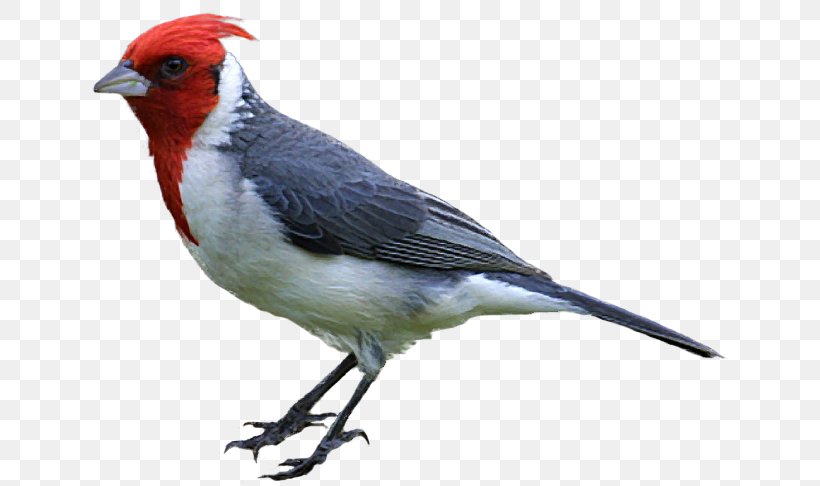 Bird Drawing Northern Cardinal Clip Art Png 646x486px Bird Beak Bird Flight Cardinal Drawing Download Free