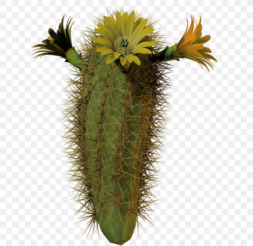 Cactaceae Plant Flower, PNG, 784x800px, Cactaceae, Cactus, Cactus Garden, Caryophyllales, Desert Download Free