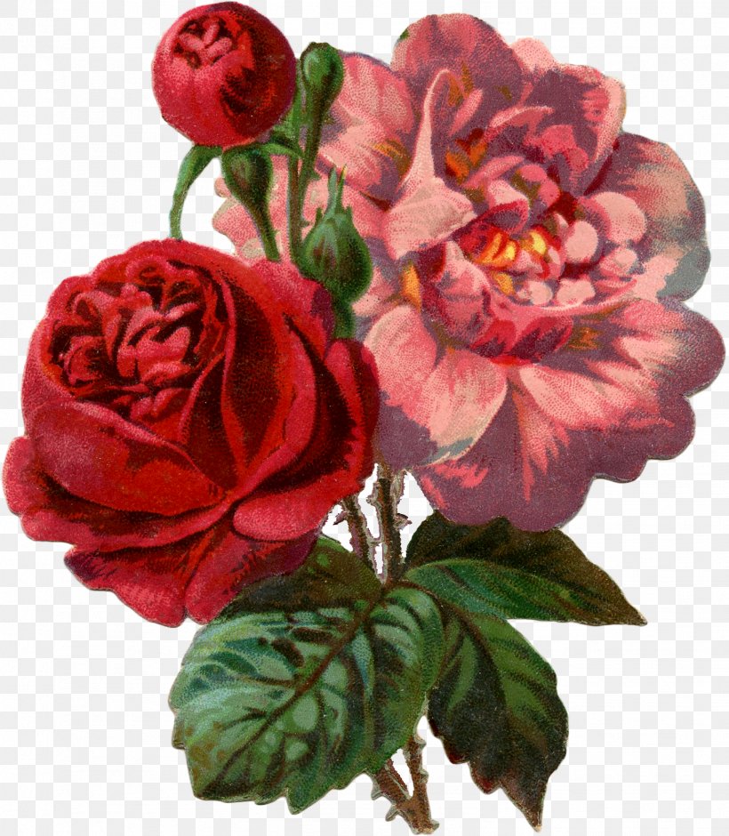 Garden Roses Paper Ephemera, PNG, 1569x1800px, Garden Roses, Antique, Art, Artificial Flower, Centifolia Roses Download Free