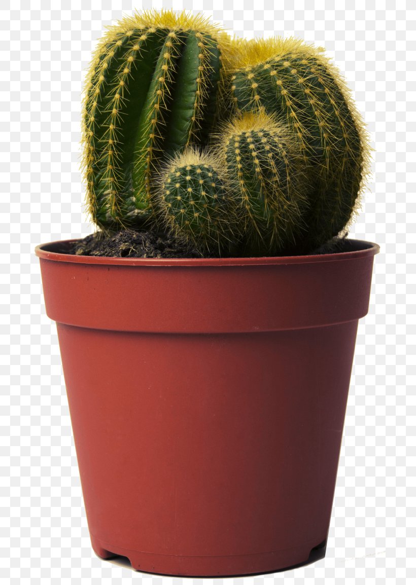 Happy Cactus: Choose It, Love It, Let It Thrive Golden Barrel Cactus Succulent Plant, PNG, 700x1154px, Cactus, Caryophyllales, Echinocactus, Echinopsis Oxygona, Flower Download Free