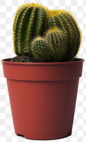 Cactus - Happy Cactus: Choose It, Love It, Let It Thrive Golden Barrel Cactus Succulent Plant PNG