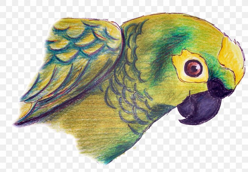 Macaw Parakeet Drawing Feather Beak, PNG, 2048x1428px, Macaw, Beak, Bird, Common Pet Parakeet, Drawing Download Free